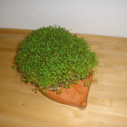 Karsepindsvin